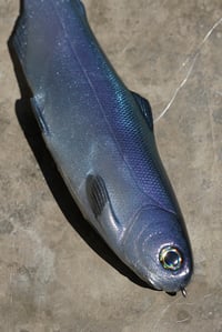 Image 1 of WCZ Tyrant 8 “Kokanee”