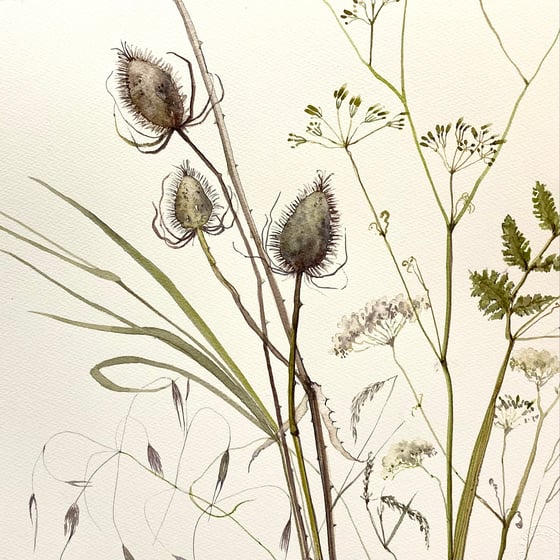 Image of Teasel and Grasses