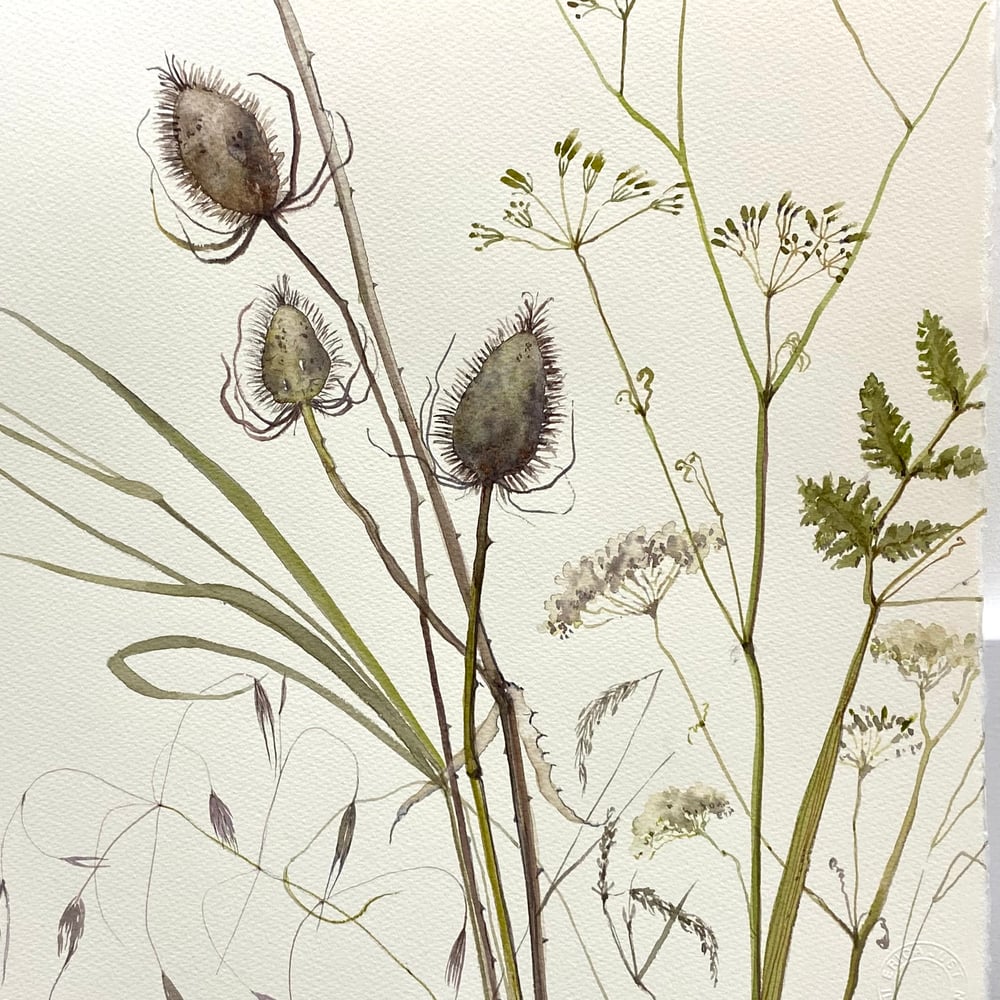 Image of Teasel and Grasses