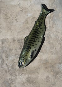 Image 3 of WCZ Tyrant 8 “Bass”