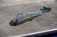 Image 3 of WCZ Tyrant 8 “Shasta Trout”