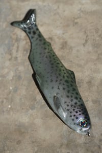 Image 1 of WCZ Tyrant 8 “Cryptic Trout”