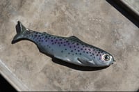 Image 1 of WCZ Tyrant 10 “Stocker Trout”