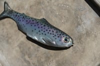 Image 3 of WCZ Tyrant 10 “Stocker Trout”