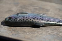 Image 2 of WCZ Tyrant 10 “Stocker Trout”