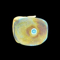 Image 2 of Copy of XXL. British Landrace Mature Sow - Flamework Glass Sculpture Bead 