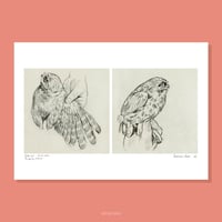 little owls - limited edition print A4