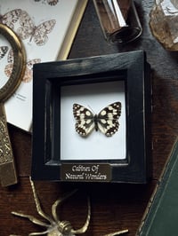 Image 2 of Marbled White Butterfly Frame 