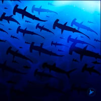 Image 2 of Limited Edition Fine Art Print | Hammerhead Shark Swarm