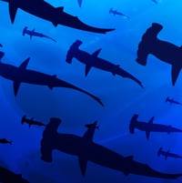 Image 4 of Limited Edition Fine Art Print | Hammerhead Shark Swarm