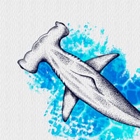 Image 3 of  Limited Edition Fine Art Print | Hammerhead Shark