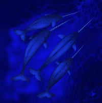 Image 2 of Limited Edition Fine Art Print |  Narwhals
