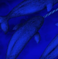 Image 3 of Limited Edition Fine Art Print |  Narwhals