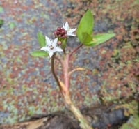 Image 2 of Bogbean : Menyanthes trifoliata