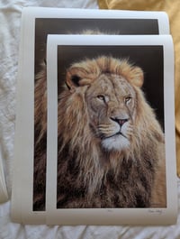Image 2 of Mufasa