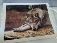 Image 2 of A Wolfe in Canada
