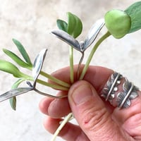 Image 9 of Inspired By the Garden workshop, June 21-25, 2027