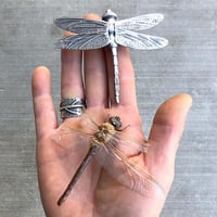 Image 2 of Miraculous Critters workshop, October 4-8 2027