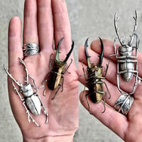 Image 17 of Miraculous Critters workshop, October 4-8 2027