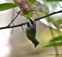 Image 1 of (New) Costa Rica Organic Smithsonian Bird Friendly Finca Amistad