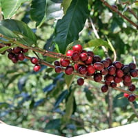 Image 3 of (New) Costa Rica Organic Smithsonian Bird Friendly Finca Amistad