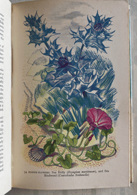 Image 2 of Wild Flowers in Britain Robert Gathorne-Hardy