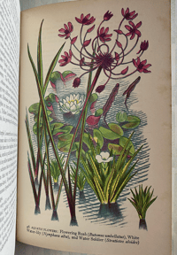 Image 4 of Wild Flowers in Britain Robert Gathorne-Hardy
