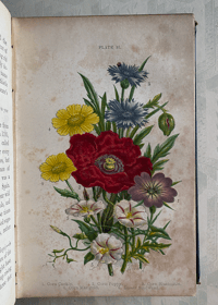 Image 1 of Haunts of the Wild Flowers by Anne Pratt