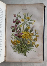 Image 5 of Haunts of the Wild Flowers by Anne Pratt