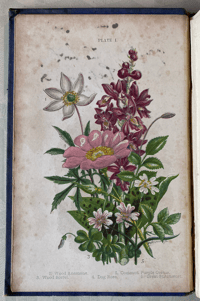 Image 6 of Haunts of the Wild Flowers by Anne Pratt