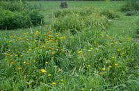 Image 5 of Herbal Face Oil