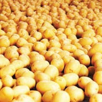Norfolk Peer® Premium New Season Salad Potatoes - Swaffham