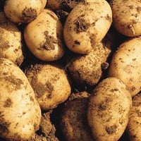 Norfolk Peer® Premium New Season Muddy Potatoes - Swaffham