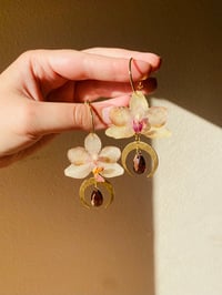 Image 3 of 💛💜Crescent Moon Moth Orchids💜💛