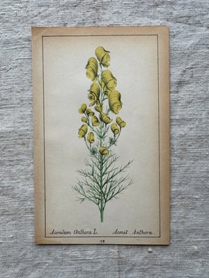 Image of Original French Botanical Plate (B)