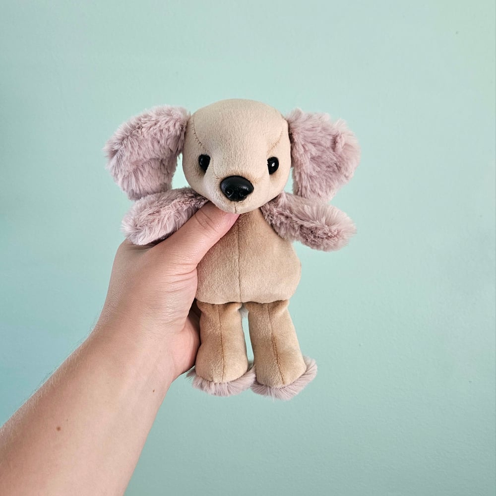 Image of Sunny Mini Poodle