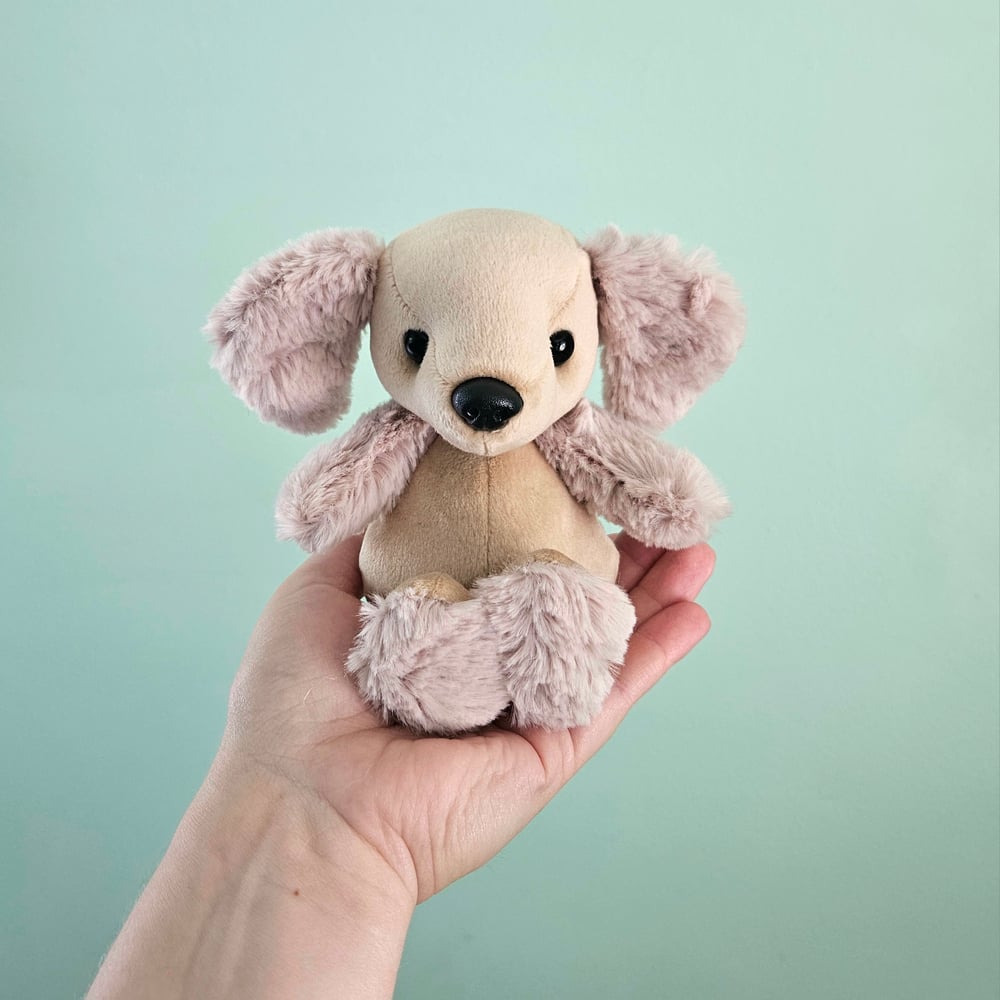 Image of Sunny Mini Poodle