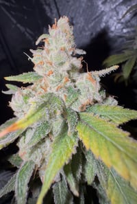 Image 3 of Jungle Joose