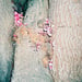 Image of (Ren Hang) (Athens Love)