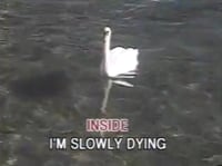 Image 1 of 1-800-HOT-DUCK Crazy Person Shirt