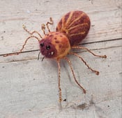 Image of Small Felt Spider