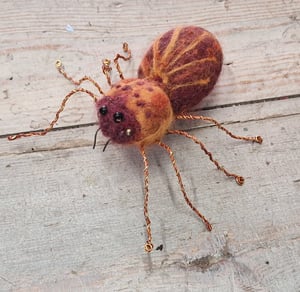 Image of Small Felt Spider
