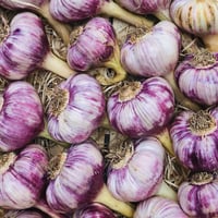 Image 2 of French Piolenc 2026 New Season Fresh Garlic Bulbs