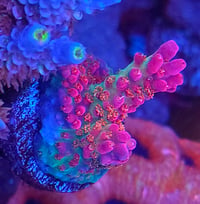 Image 1 of Vivid’s Confetti Acropora