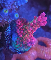 Image 2 of Vivid’s Confetti Acropora