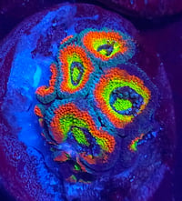 Holy Grail Micromussa Acan Colony 