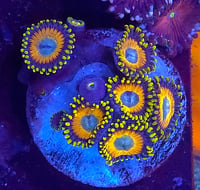 Image 1 of Scrambled Eggs Zoanthids 