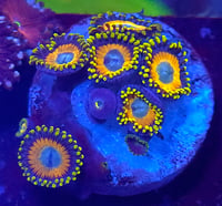 Image 2 of Scrambled Eggs Zoanthids 