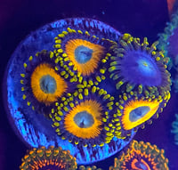 Image 1 of Mixed Zoa frag