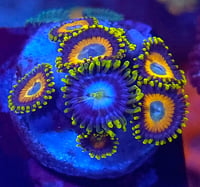 Image 2 of Mixed Zoa frag